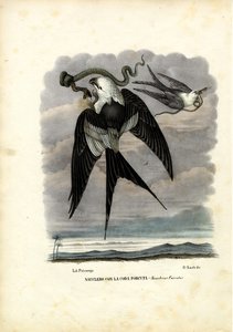ツバメの尾凧、1863-79 作： Raimundo Petraroja